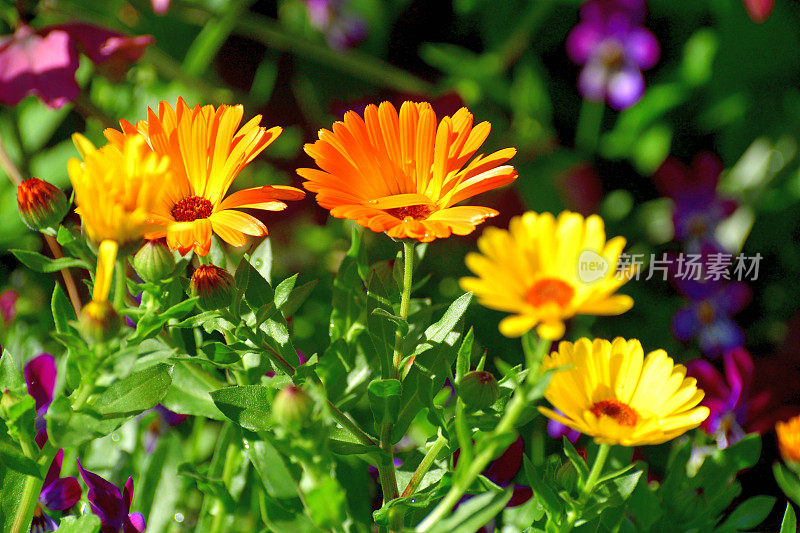 骨植物花/非洲雏菊/南非雏菊:杂种